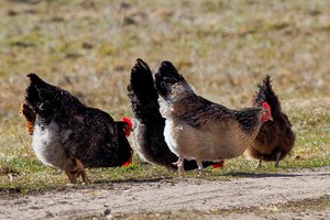 Dešimtyje savivaldybių nustatyti nauji labai patogeniško paukščių gripo atvejai