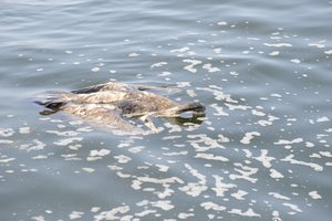 VMVT: nauji paukščių gripo atvejai nustatyti dešimtyje savivaldybių