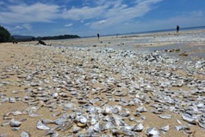 Tailande užfiksuoti sukrečiantys vaizdai – tik pradžia? Ekspertų įspėjimas kelia didelį nerimą