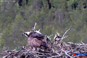 Erelių žuvininkų lizde užfiksavo tikrą dramą: jauniklius atakavo vištvanagis