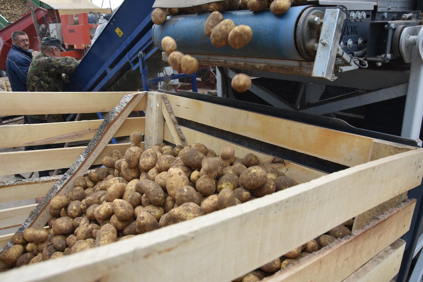 Jeigu ne sausra, pirmosios lietuviškos bulvės šįmet galėjo būti ir pigesnės.<br>A.Srėbalienės nuotr.
