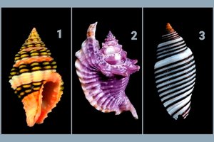 Pasirinkite kriauklę: ji atskleis kai ką gražaus apie jūsų asmenybę