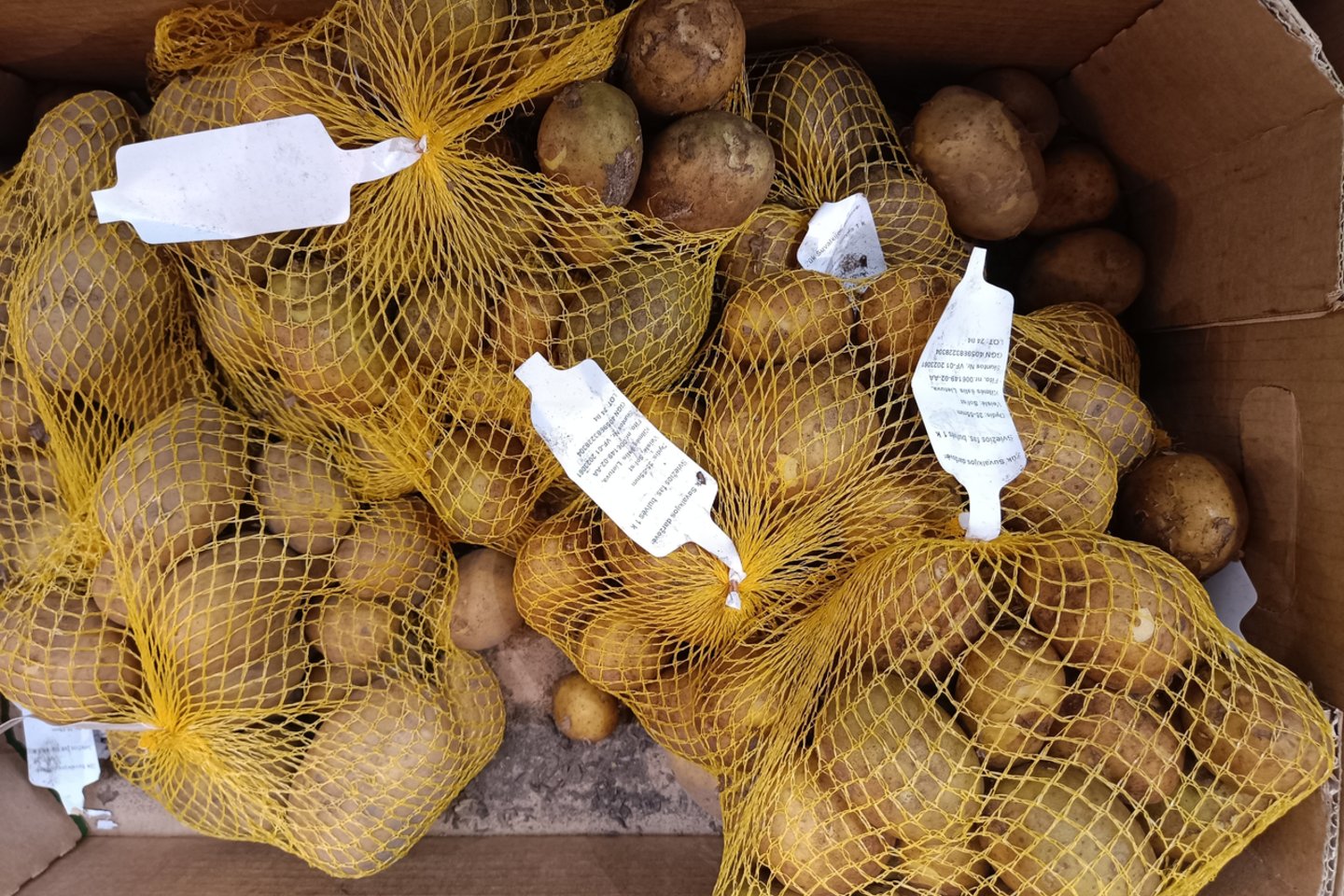 Šviežios šiųmetės kooperatyvo „Suvalkijos daržovės“ lietuviškos bulvės.<br>A.Srėbalienės nuotr.