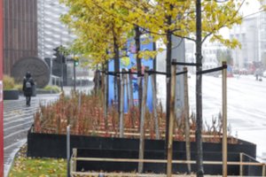 Vilnius suskaičiavo savo medžius – nuo šiol 45 tūkst. augalų saugos dar akyliau 