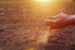 Pasėlių deklaravimas parodė priemones, kurias reikės tobulinti