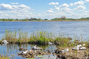 Paukščių gripas iš Žuvinto nesitraukia: išliko vos penktadalis kirų kolonijos