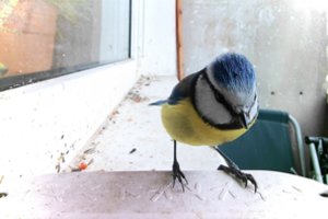 Giesmininkų tyrimas parodė, kokių triukų čiulbėdami jie turi imtis, kad sudomintų patelę