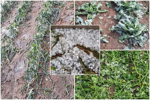 Šalia Vilniaus praslinko kruša: ledėkai suniokojo daržus, gyventojai neslepia – visas darbas nuėjo perniek