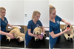 Tai gali kainuoti augintinio gyvybę – 5 pavojai, kurie gresia gyvūnams vasarą