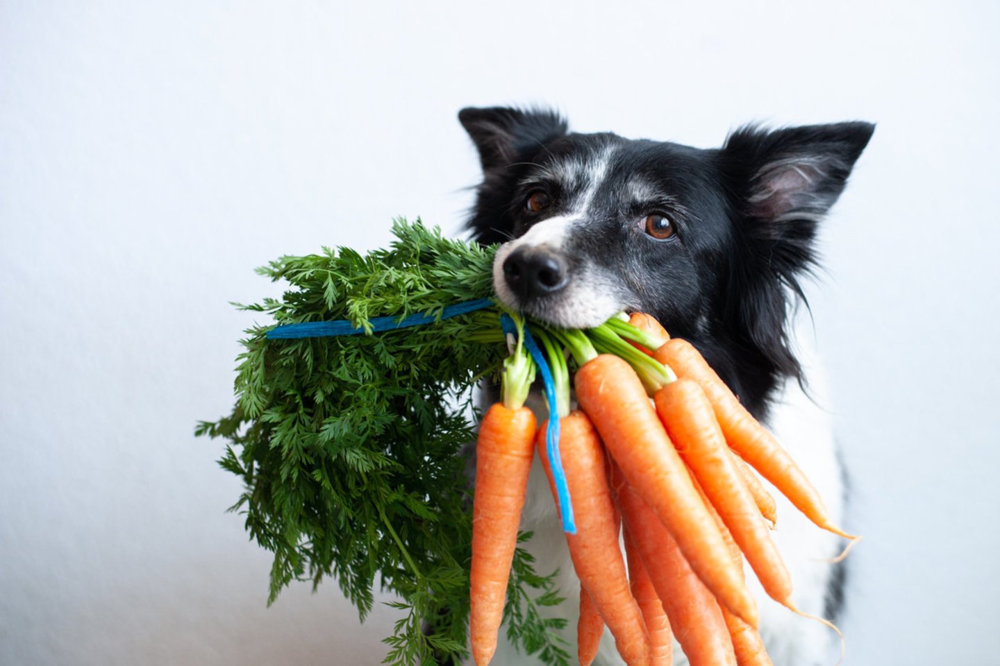  Kai kurie vaisiai ir daržovės naudingi ir šunims: kuriuos augintiniui siūlyti, o kurių šiukštu negalima duoti.