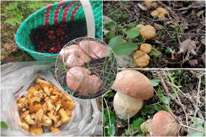 Po lietingų dienų – pirmieji lietuvių laimikiai: iš miško jau traukia su saujomis voveraičių, randa net baravykų