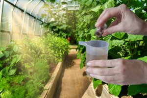 Pastebėjote, kad paprikos nežydi: viena priemonė visada padeda išspręsti šį reikalą