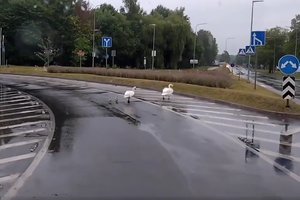 Santariškių žiede eismą sustabdė netikėti pėstieji