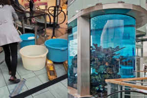 Išvydus, kas vyksta prie „Megos“ akvariumo, kauniečiams kilo nerimas: paneigė jau pradėjusį sklisti gandą