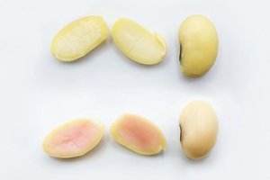 Genetiškai modifikavus sojų pupeles, šios ėmė auginti kiaulių baltymus