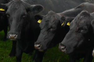 Ūkininkas iš Molėtų Prancūzijoje laimėjo pirmą vietą ir nušluostė nosį prancūzams