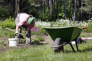 Darbai darže liepą pagal mėnulį: yra dienų, kada geriau čia kojos nekelti