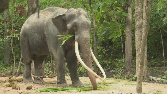 Po daugelio metų atgal į tėvynę: iš Šri Lankos į gimtąjį Tailandą grąžintas 30-metis dramblys