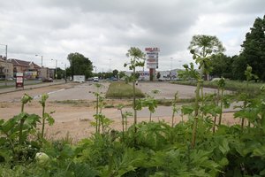 Gydytojai įspėjo: Lietuvos pakelėse auga nuodingas augalas – ragina neliesti