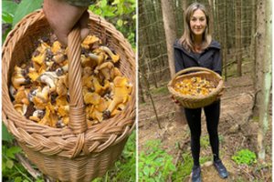 Grybautojai jau džiaugiasi pirmuoju miško derliumi: parodė savo laimikį