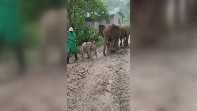 Svarbu ne ūgis: dramblių jauniklis parodė, kas yra bosas