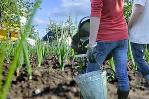 Daržininkams prasideda antras kvėpavimas: sudėliojo sąrašą, ką dar spėsite užsiauginti iki rudens