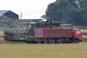 Ūkininkai pakraupę po sausros, bet pagalbos nebesitiki: valdžia įrodinėja – jokios stichinės problemos nėra