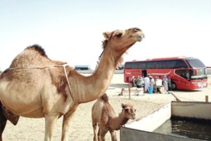 Nuo streso išvadavo kupranugariai: vyras metė viską ir pasirinko klajoklio gyvenimą