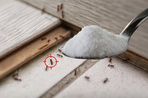 Įkyrias skruzdėles tauragiškė išmoko pašalinti iš namų ir kiemo: paprasta, nekainuoja ir veikia 100 proc.