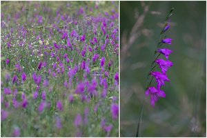 Kerintis vaizdas Neries regioniniame parke: skleidžiasi kardelių žiedų jūra