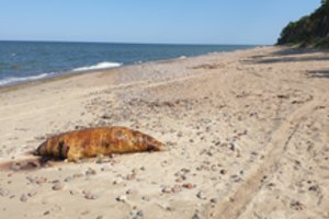 Išvydę vaizdą paplūdimyje žmonės nustėro: šiemet tai – jau ne pirmas atvejis