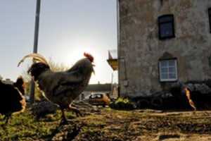 Molėtų rajone nustatė paukščių gripo atvejį