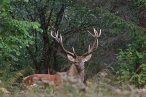 Internetą apskriejo šokiruojantis vaizdo įrašas: užfiksuota, kaip elnias ėda gyvatę