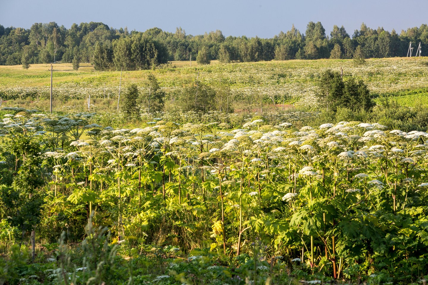 Sosnovskio barščiai.<br>V.Balkūno nuotr.