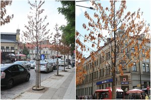 Arboristas įsitikinęs: Vilniaus želdinius kankina ne sausra, o netinkama priežiūra