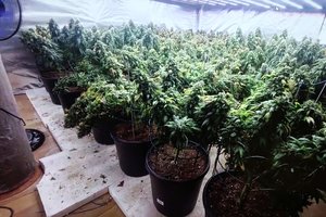 90-metės senolės sodyboje aptikta kanapių auginimo laboratorija