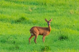 Nekasdienis incidentas Klaipėdoje: iš šulinio teko vaduoti laukinį gyvūną