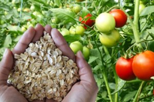 Neįtikėtina, kas dar padeda pomidorų derliui – išbandžiusieji neatsidžiaugia