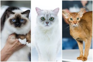 Lietuvoje – itin reta kačių veislė: šilkinės kerinčių akių murklės keri ne tik išvaizda, bet ir charakteriu