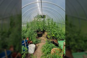 Klaipėdos r. pareigūnai aptiko kanapių šiltnamį – augalai perduoti ekspertams