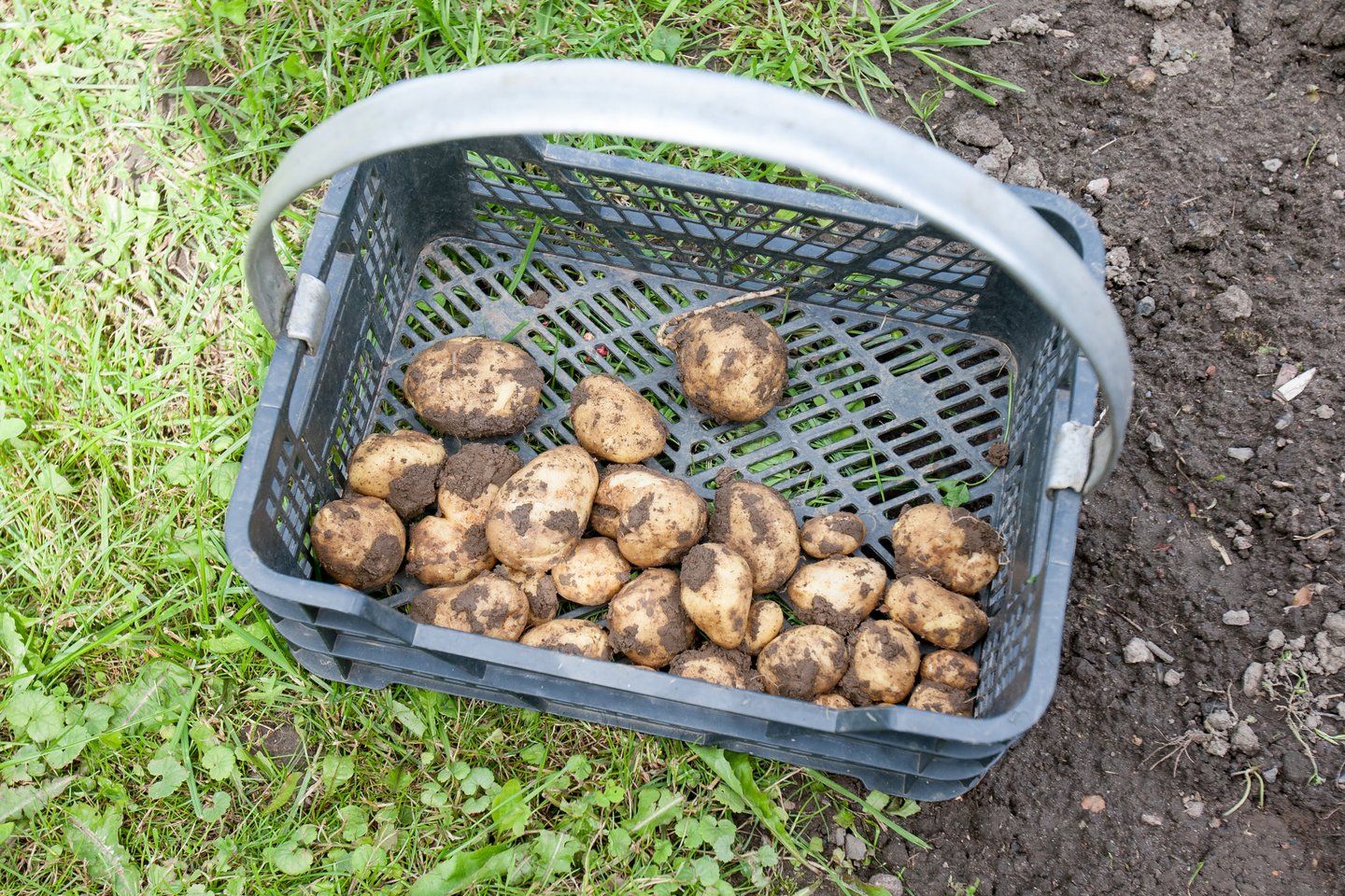 Bulvės – nuo lietuviškos virtuvės neatsiejama daržovė.<br>D.Umbraso nuotr.