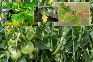 Stebėkite pomidorų lapus – jie geriausiai išduoda, kokios problemos kamuoja augalus