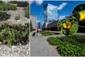 Netikėčiausiose Vilniaus vietose atsiradusios lysvės džiugina praeivius – jau dairosi daržovių derliaus