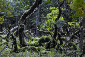 Žingsnis į priekį: europarlamentarai sutarė dėl gamtos atkūrimo taisyklių pataisų