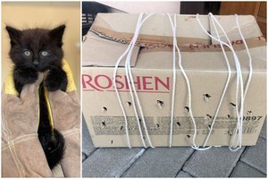 Subadytoje ir virve aprištoje dėžėje – miauksintis turinys: žmonės pasielgia ir kur kas žiauriau