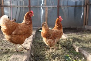 Strateginiame plane – 15 mln. eurų parama labai smulkiems ūkiams