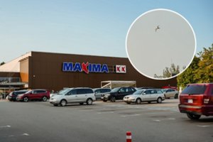 Panevėžietė išsigando puolančių paukščių: ornitologai ramina – tai natūralus procesas 