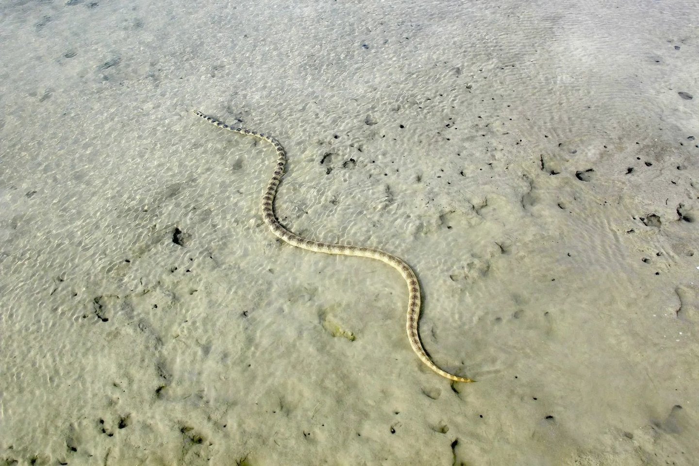 Žieduotoji jūrų gyvatė yra aptinkama tropiniuose ir subtropiniuose Australijos ir Azijos regionuose.<br> P.  Ghezellou nuotr.