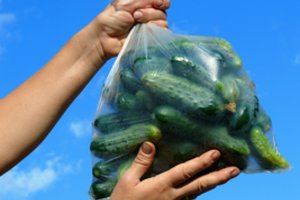 Vesta turi firminį receptą: išbandykite – agurkai augs daug greičiau ir turės daugiau vaisių