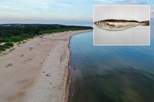 Netikėtas radinys Baltijos jūroje: ką šis gyvūnas čia veikia, mokslininkai dar spėlioja